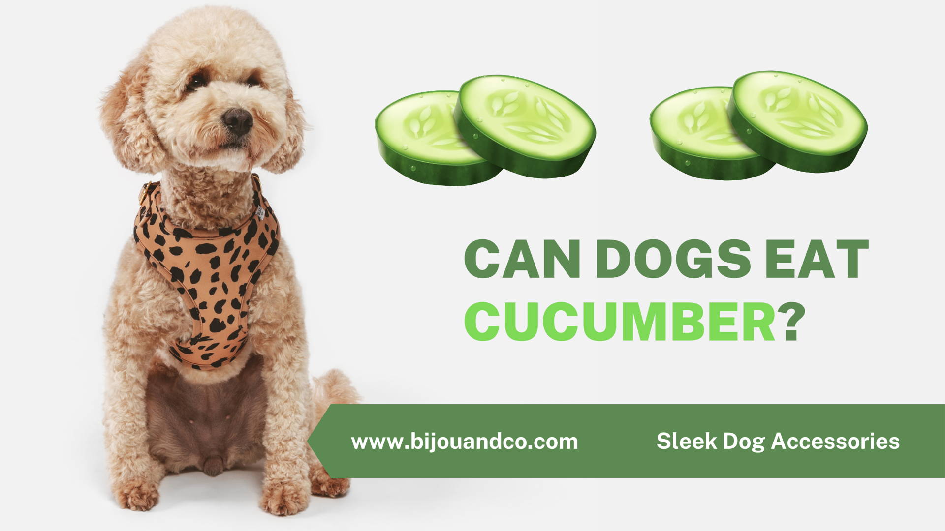 🥒 Can Dogs Eat Cucumber? Bijou and Co.